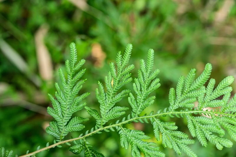 Selaginella helferi photo 8