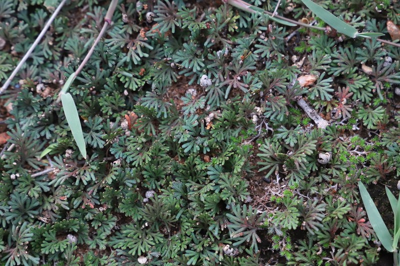 Selaginella helicoclada