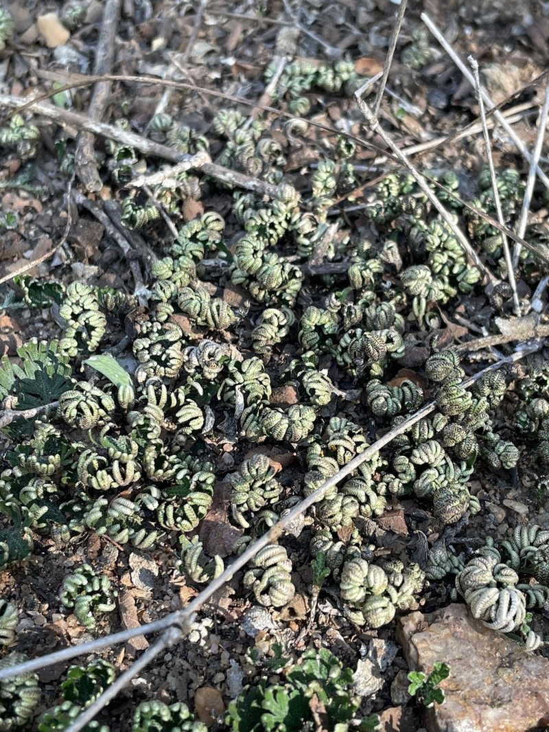 Selaginella helicoclada photo 2