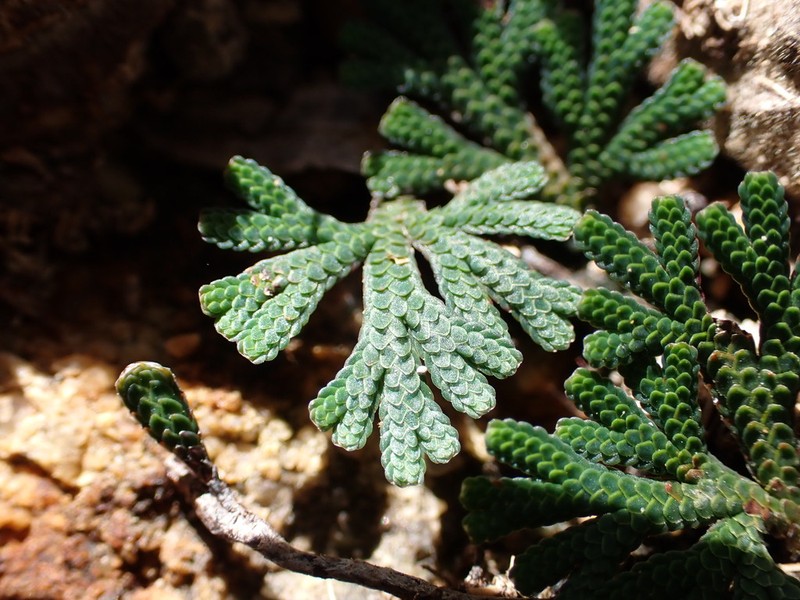 Selaginella helicoclada photo 3