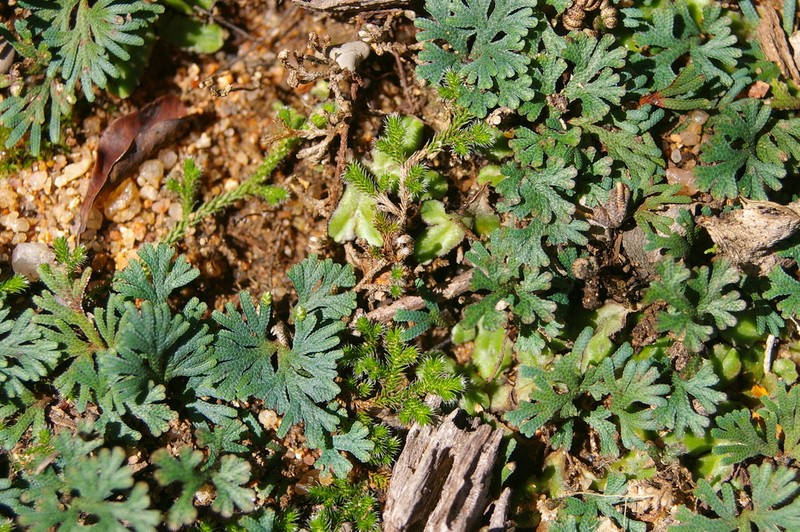 Selaginella helicoclada photo 4