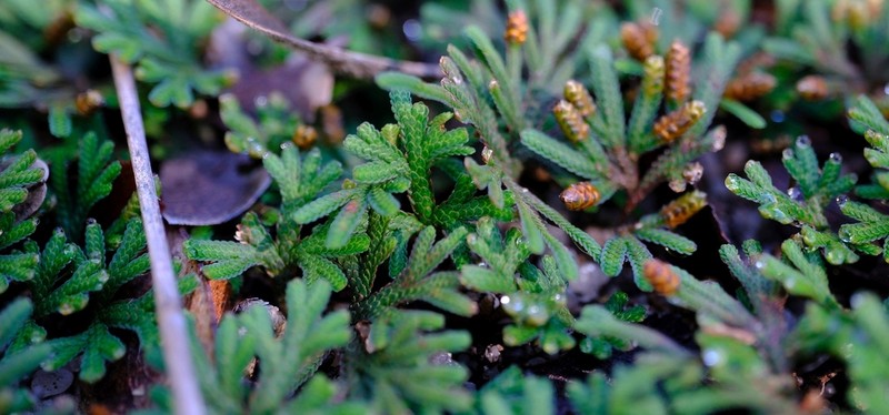 Selaginella helicoclada photo 5