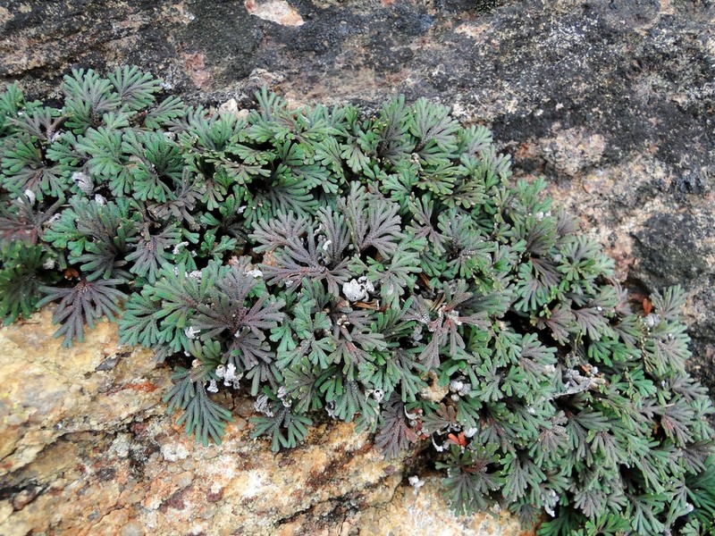 Selaginella helicoclada photo 6