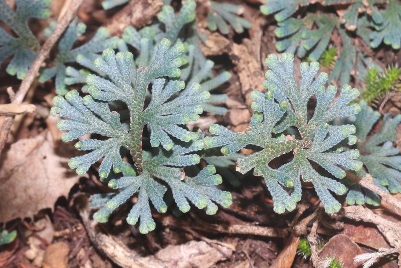 Selaginella helicoclada photo 7