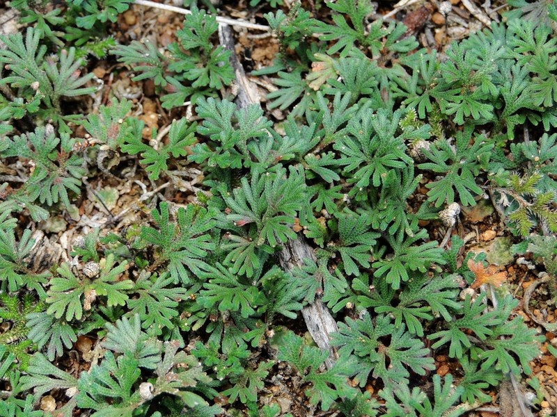 Selaginella helicoclada photo 8
