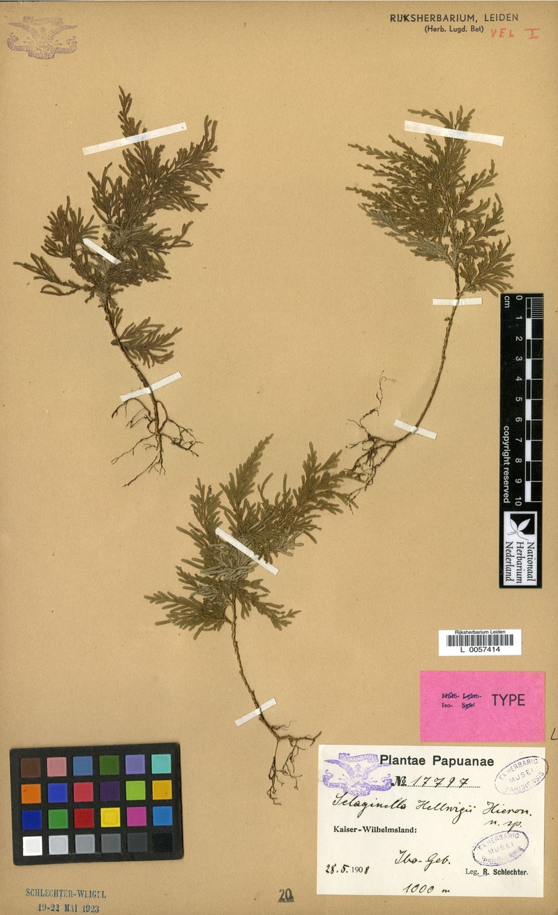 Selaginella hellwigii