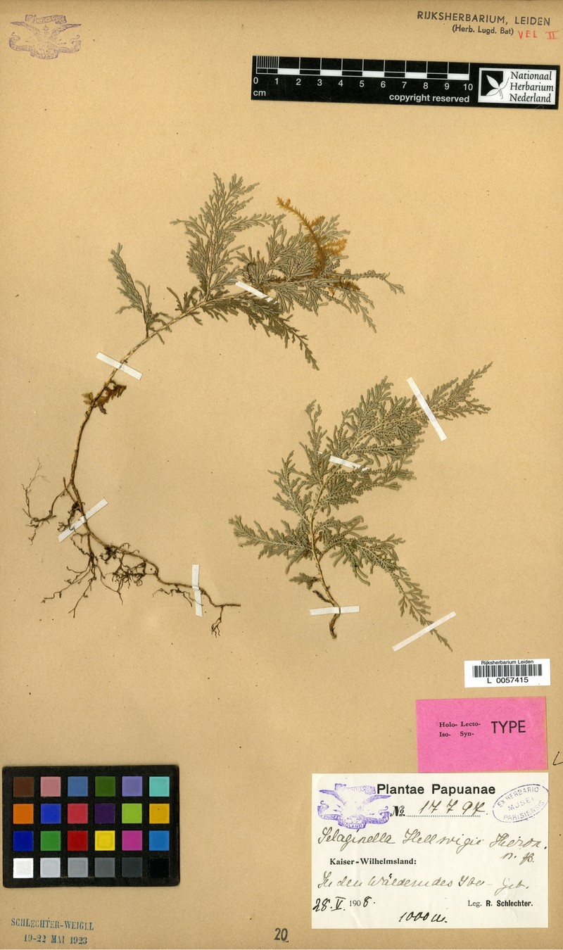 Selaginella hellwigii photo 2