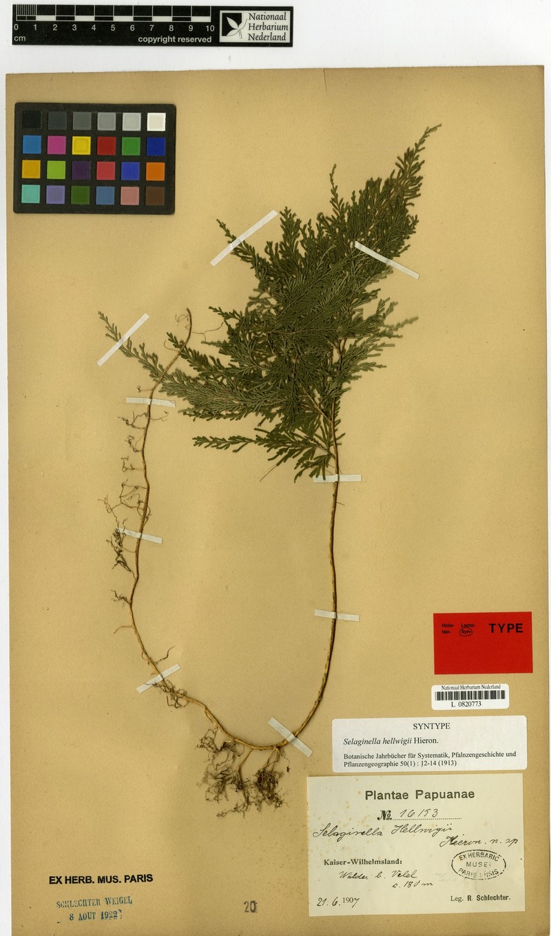 Selaginella hellwigii photo 3