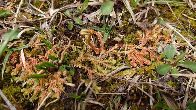 Selaginella helvetica