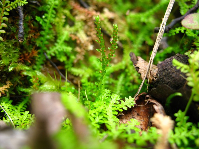 Selaginella helvetica photo 2