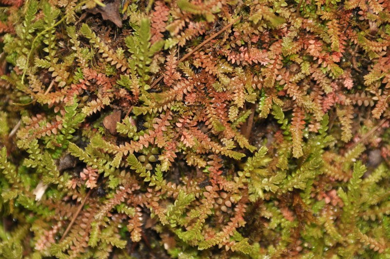 Selaginella helvetica photo 3