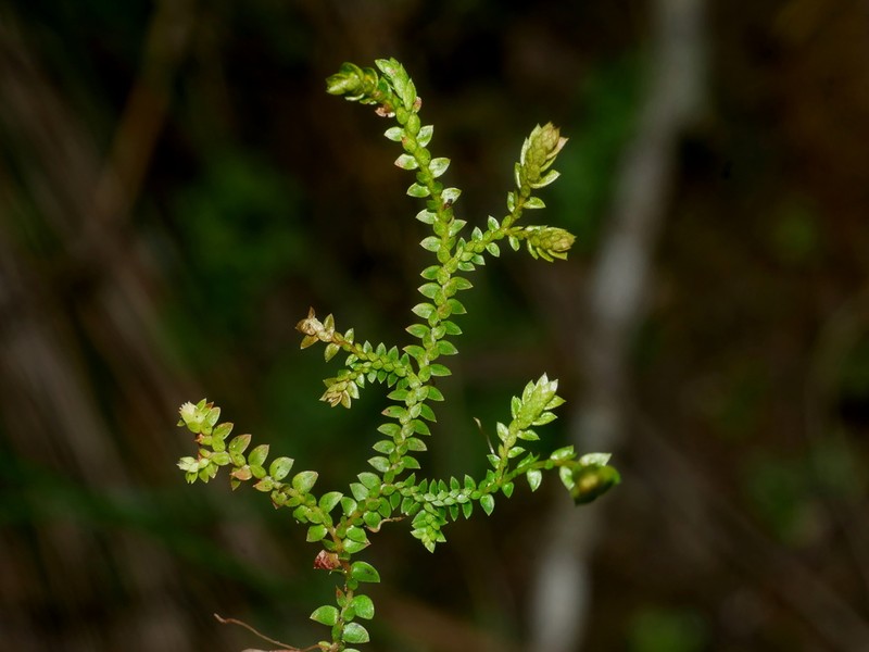 Selaginella helvetica photo 4
