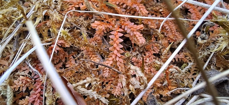 Selaginella helvetica photo 5