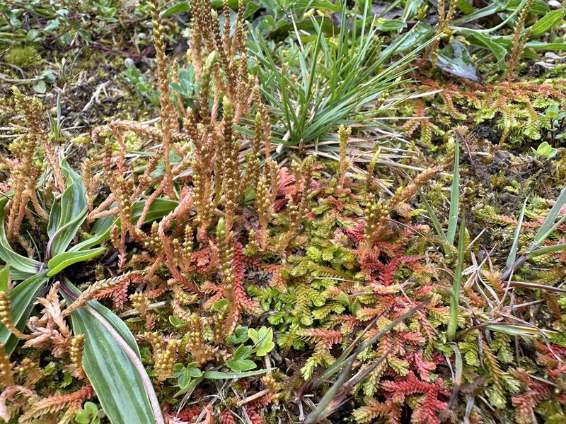 Selaginella helvetica photo 6