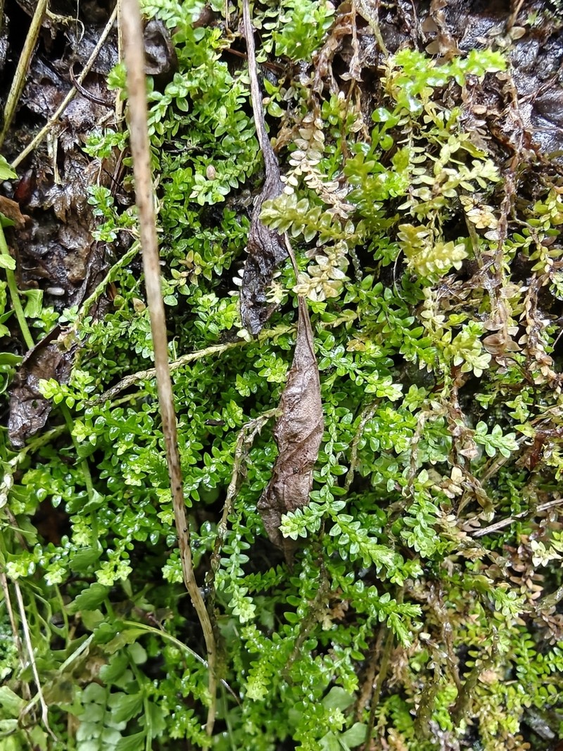Selaginella helvetica photo 7