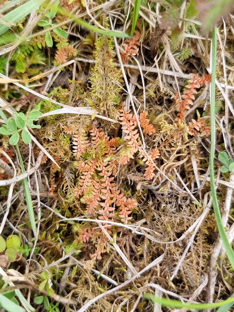 Selaginella helvetica photo 8