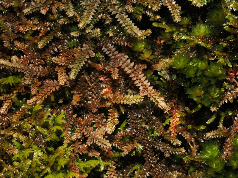 Selaginella helvetica subsp. pseudonipponica