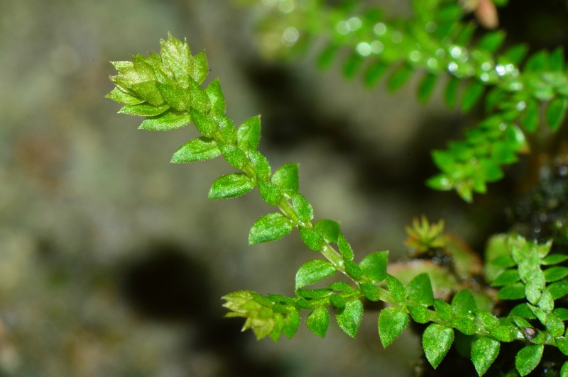 Selaginella helvetica subsp. pseudonipponica photo 2