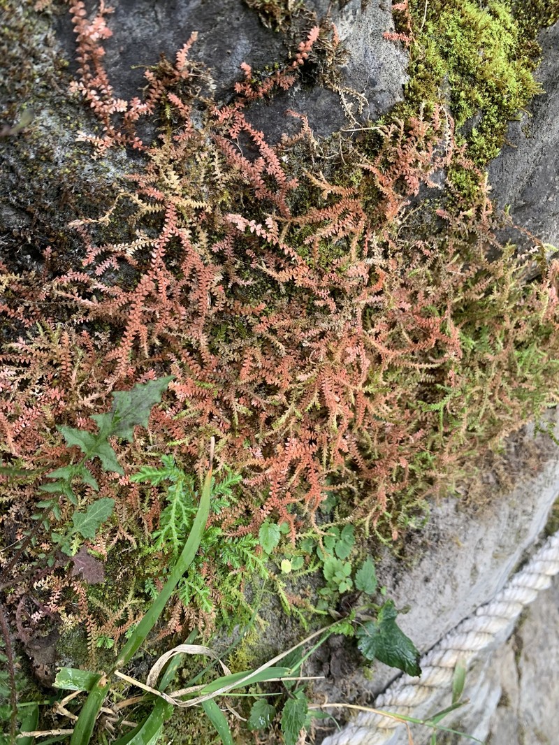 Selaginella helvetica subsp. pseudonipponica photo 3