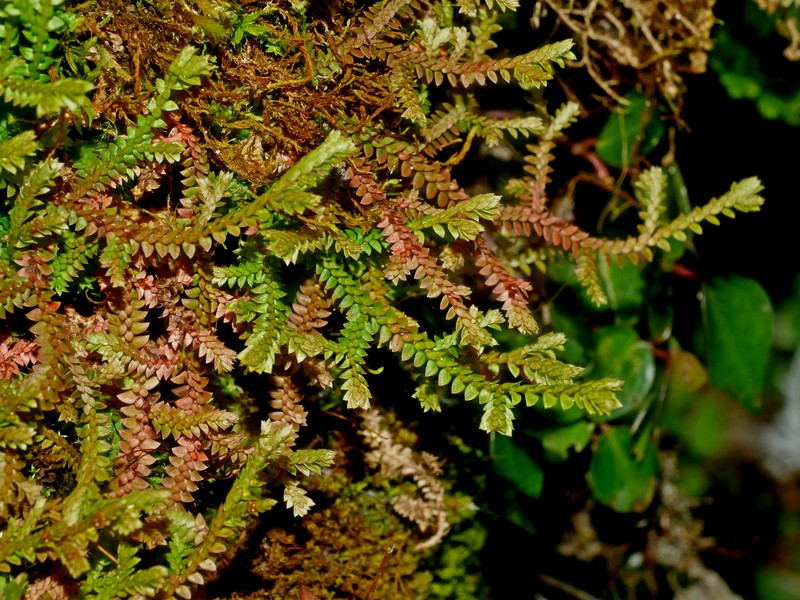 Selaginella helvetica subsp. pseudonipponica photo 4