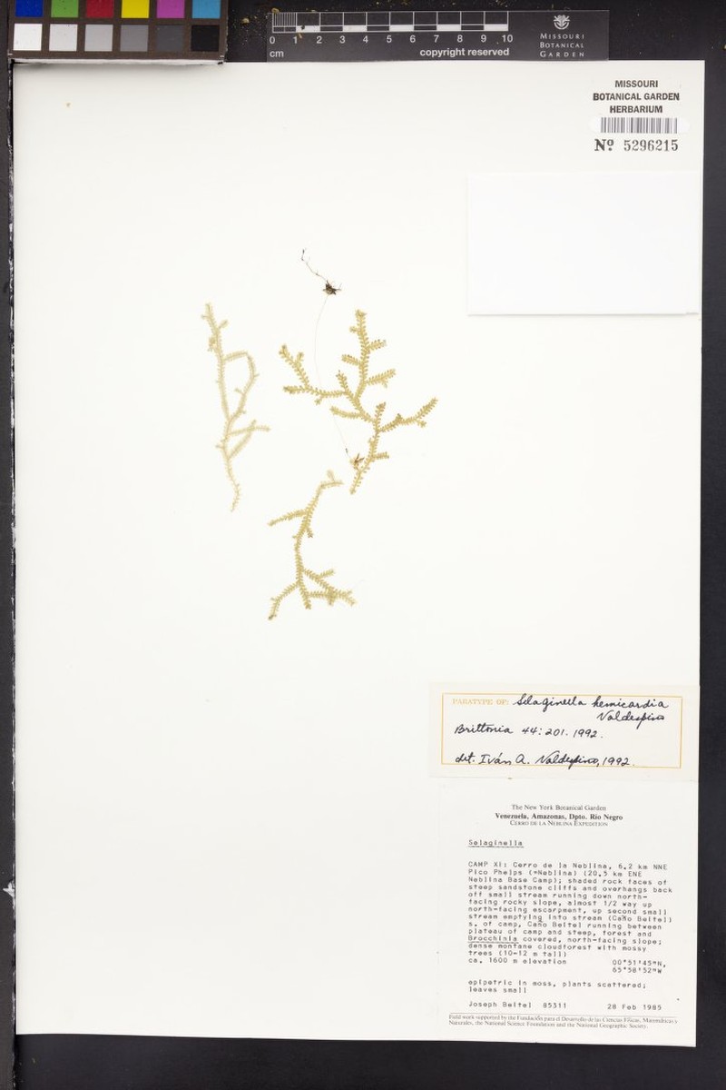 Selaginella hemicardia