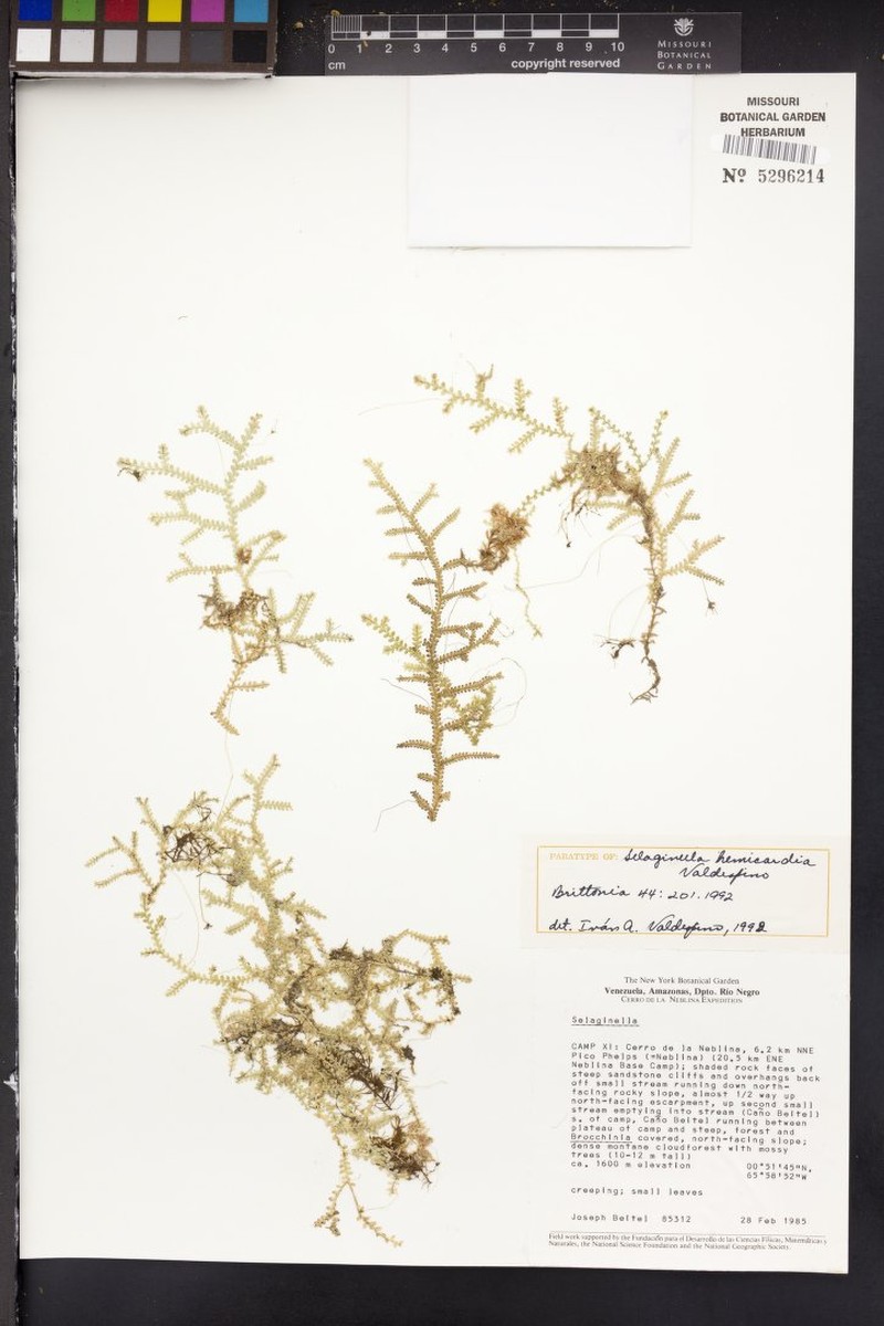 Selaginella hemicardia photo 2