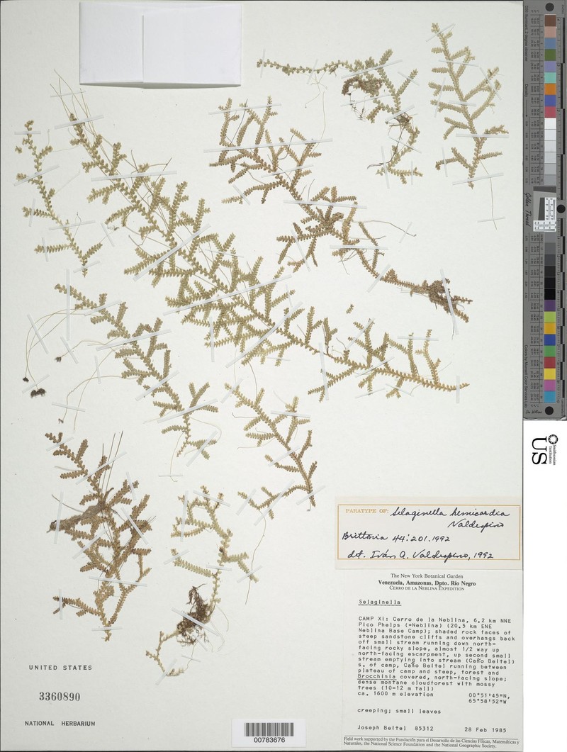 Selaginella hemicardia photo 3
