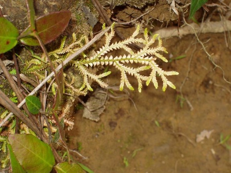 Selaginella heterostachys