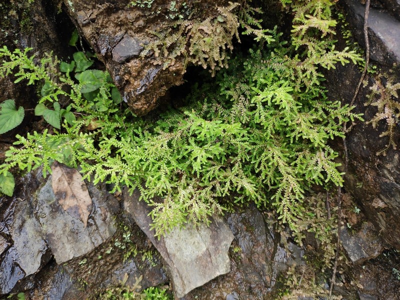 Selaginella heterostachys photo 2