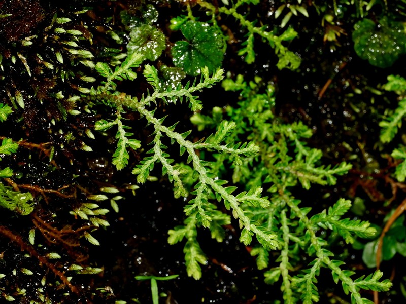 Selaginella heterostachys photo 3