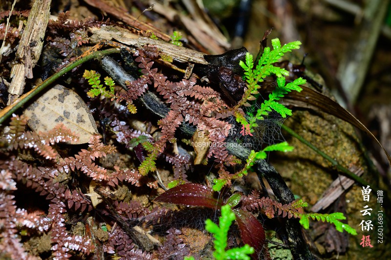 Selaginella heterostachys photo 4