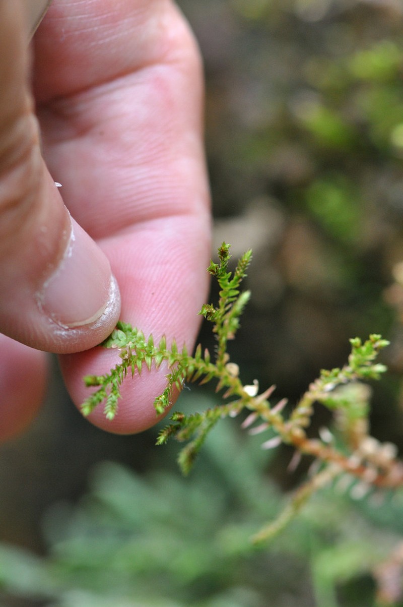 Selaginella heterostachys photo 5