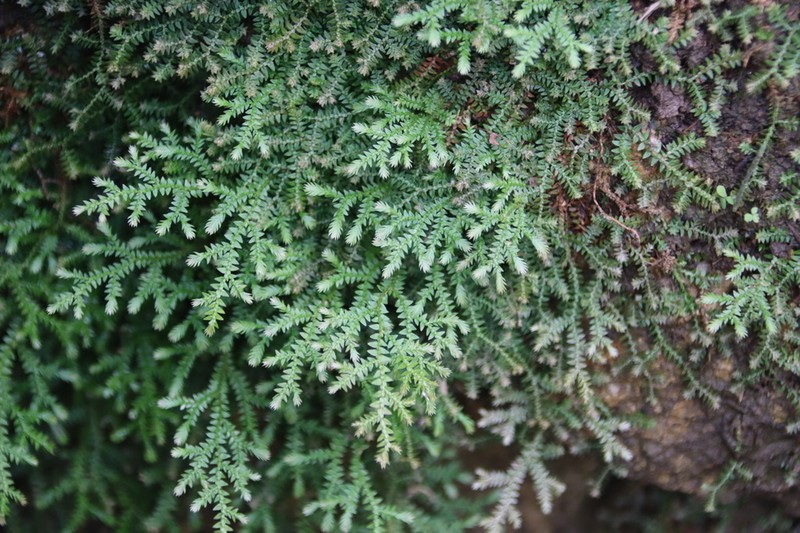 Selaginella heterostachys photo 6