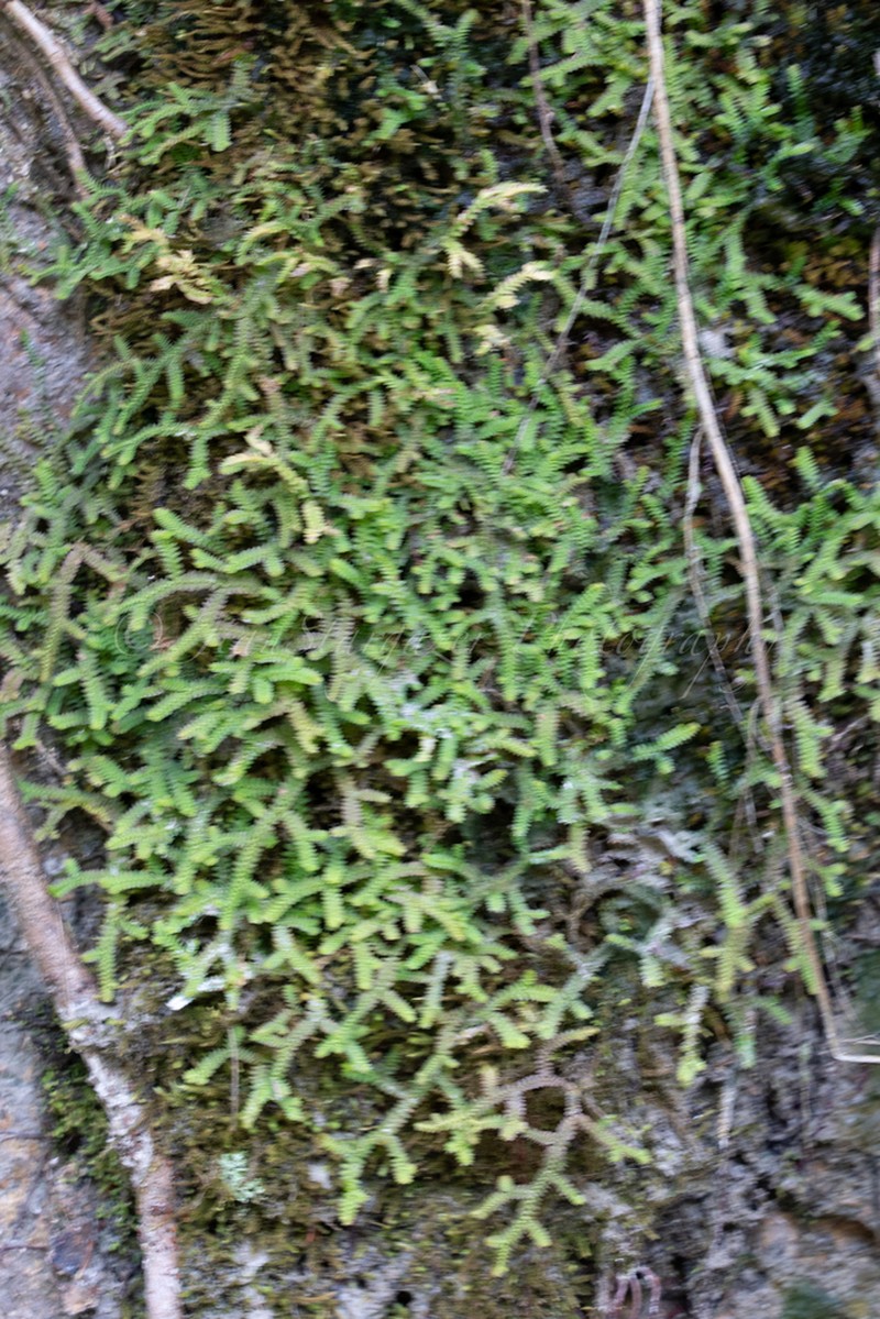 Selaginella heterostachys photo 7