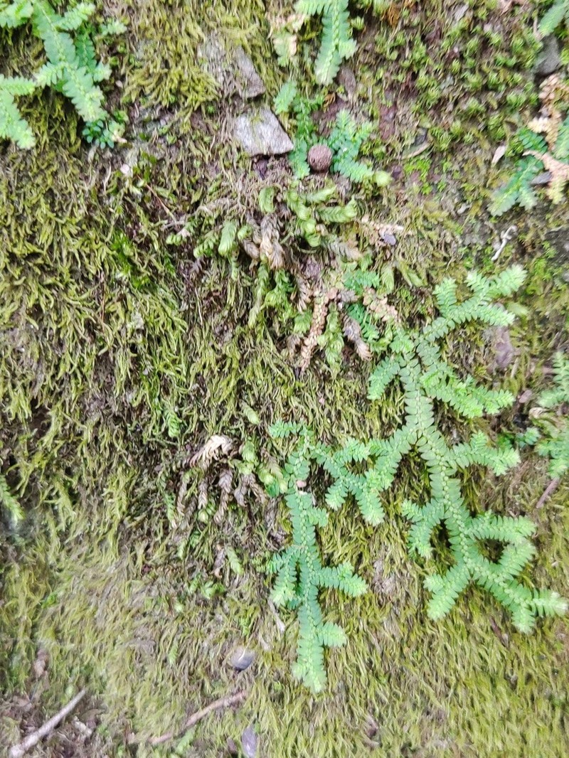Selaginella heterostachys photo 8