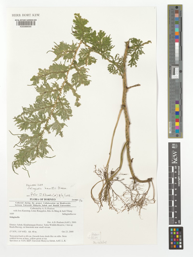 Selaginella hewittii