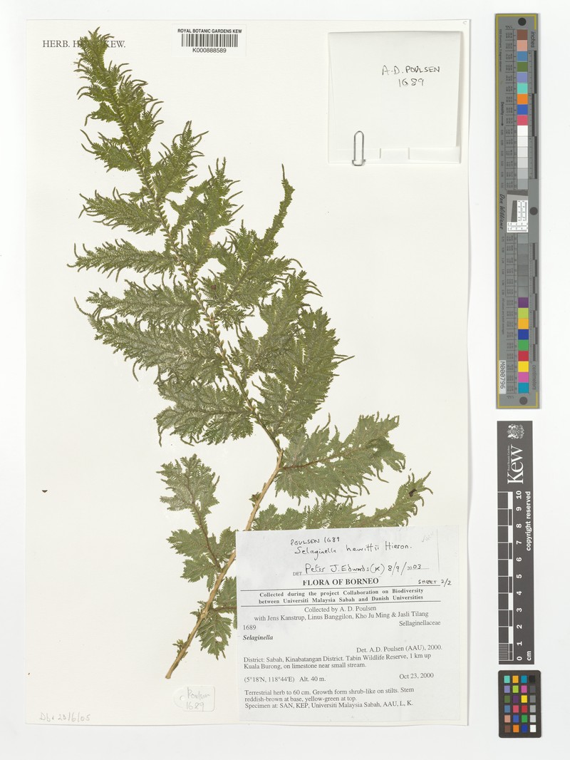 Selaginella hewittii photo 2