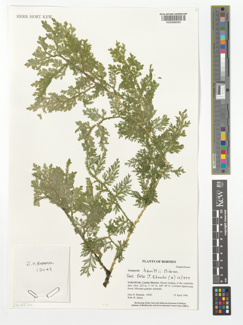 Selaginella hewittii photo 3