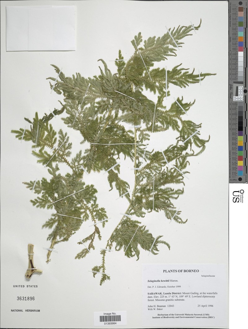 Selaginella hewittii photo 4