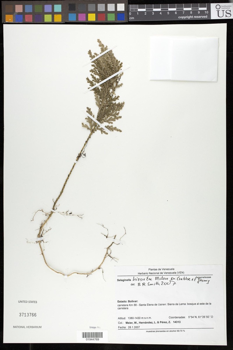 Selaginella hirsuta
