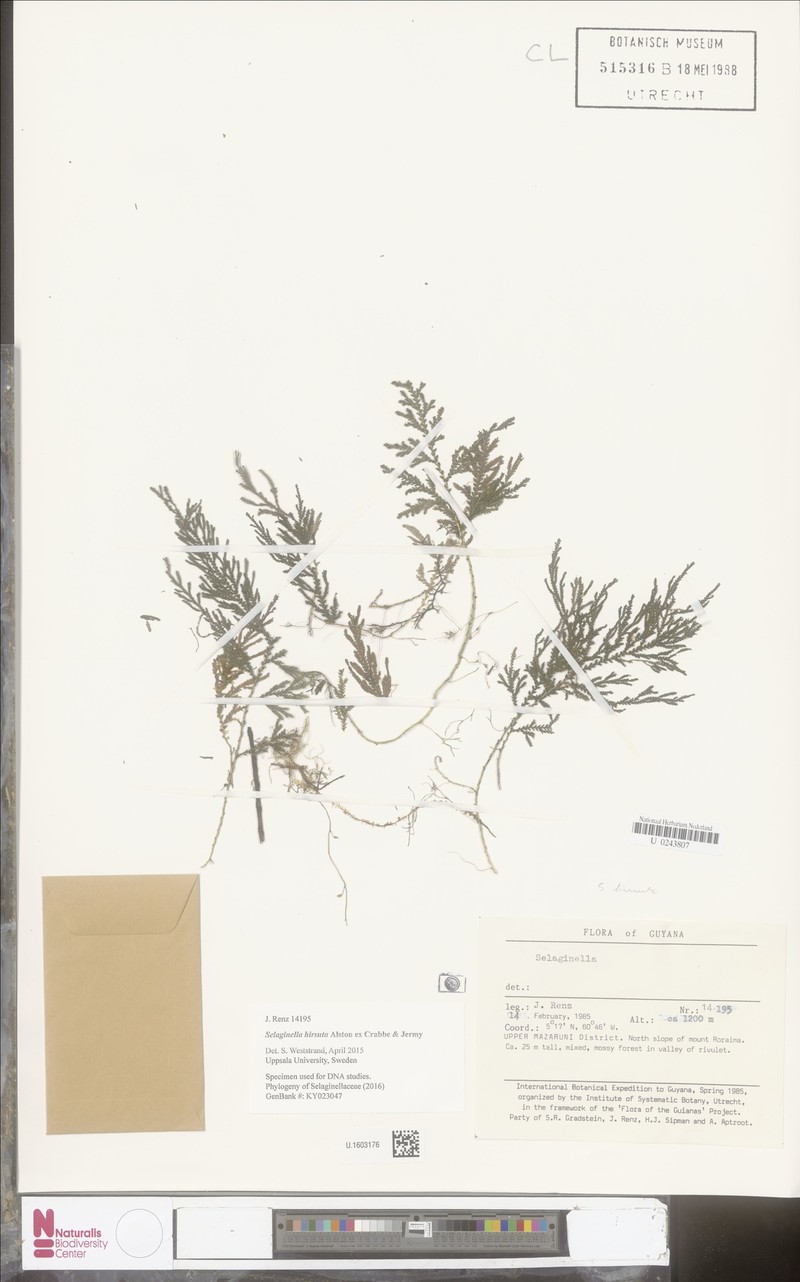 Selaginella hirsuta photo 2