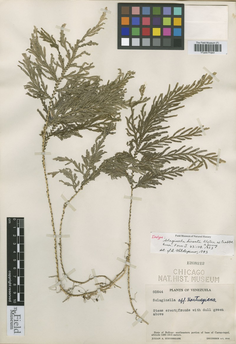 Selaginella hirsuta photo 3