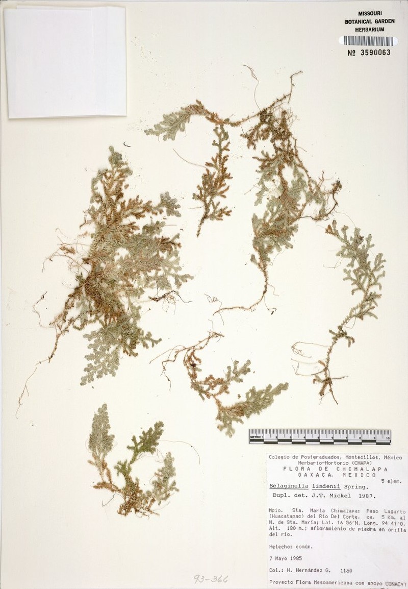 Selaginella hirtifolia