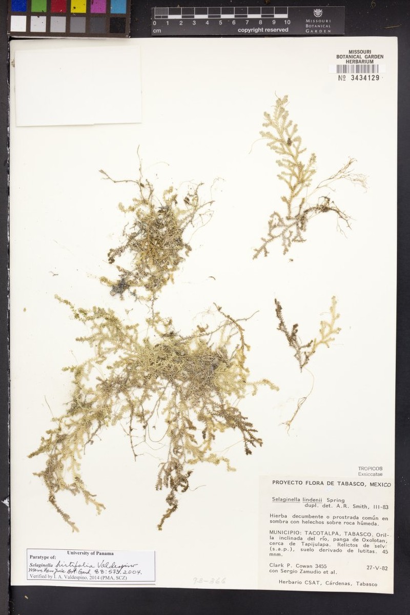 Selaginella hirtifolia photo 2