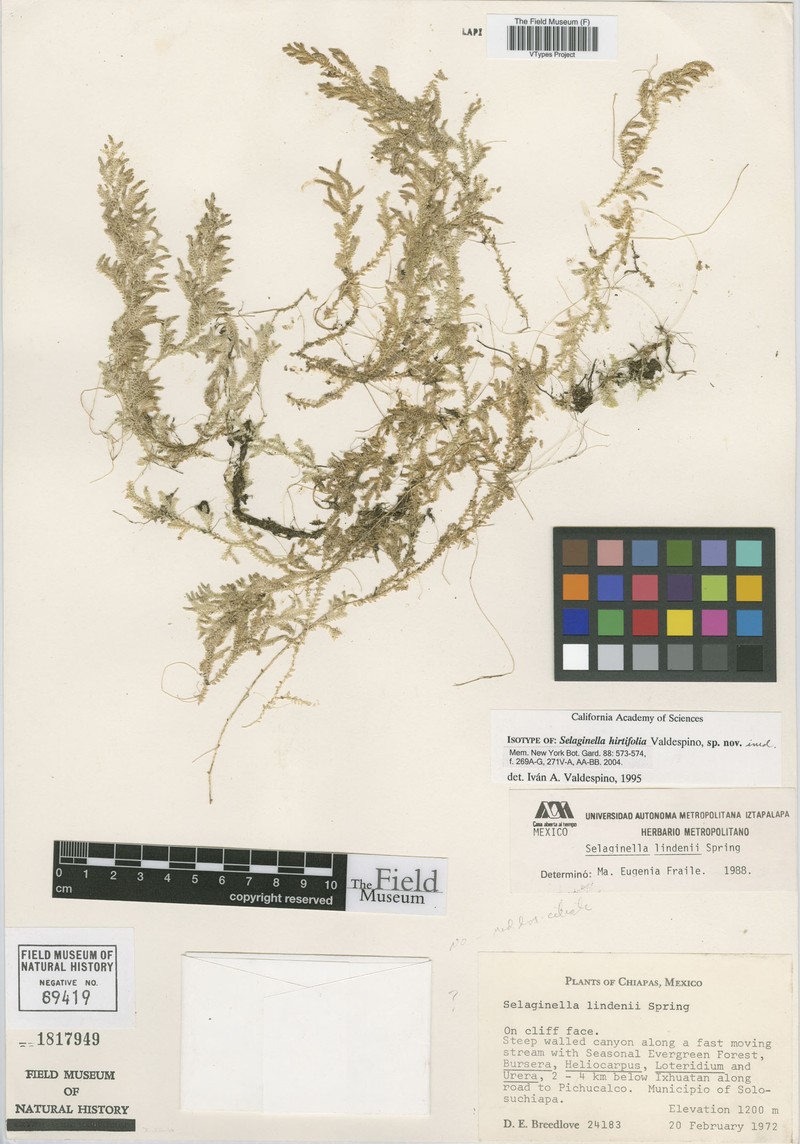 Selaginella hirtifolia photo 3