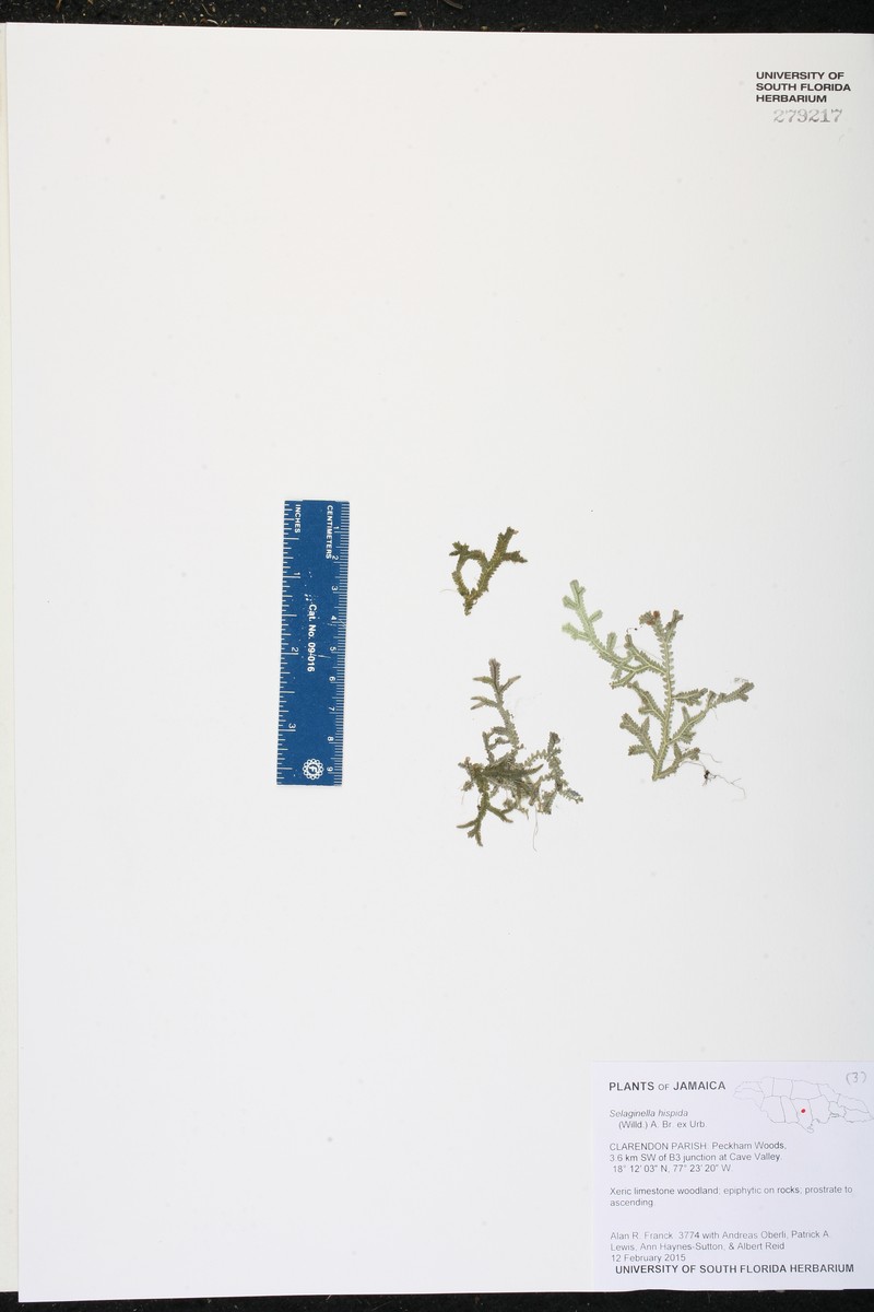 Selaginella hispida photo 2