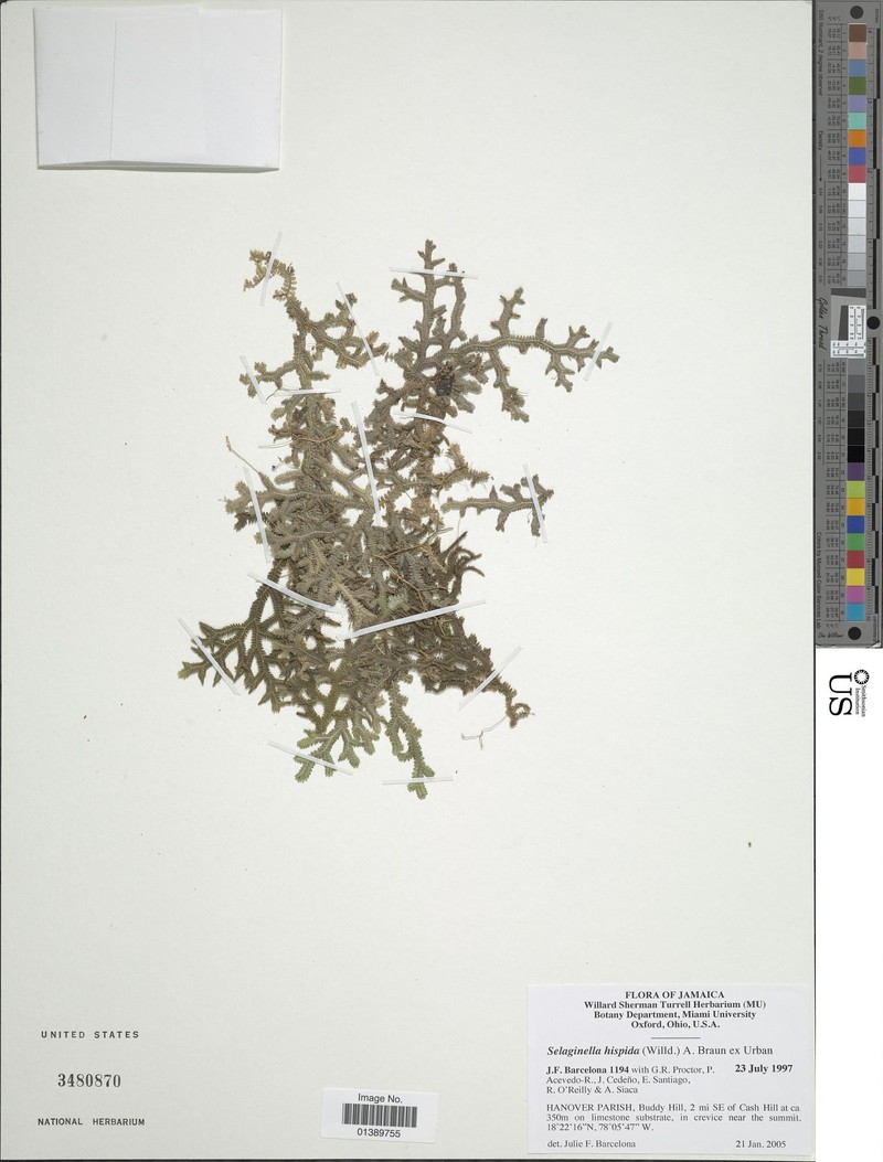 Selaginella hispida photo 3