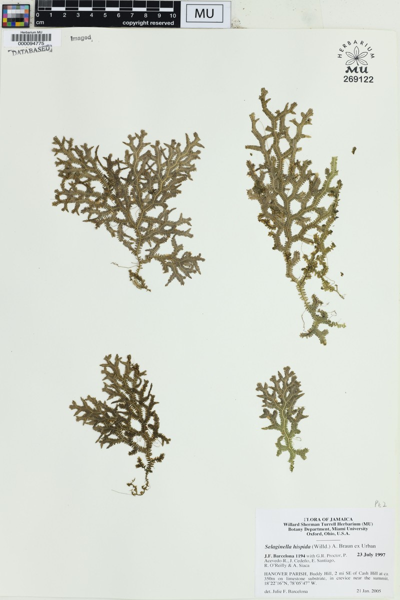 Selaginella hispida photo 4