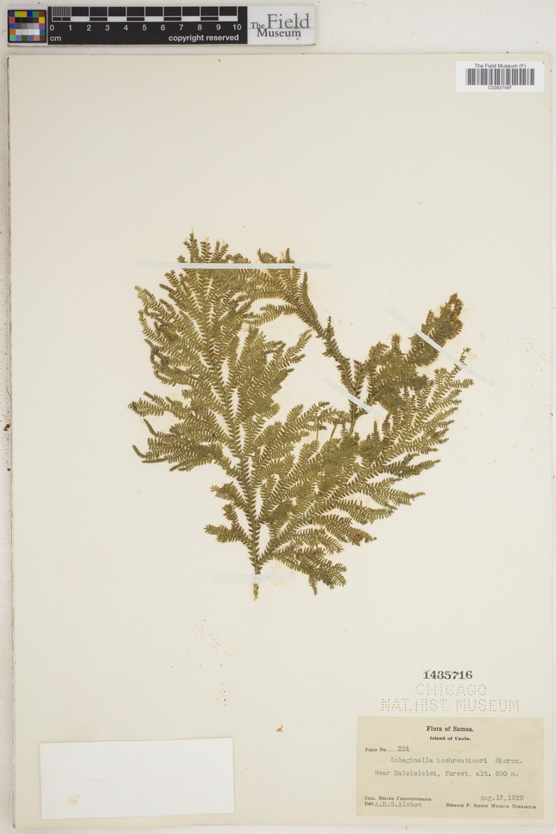 Selaginella hochreutineri photo 2