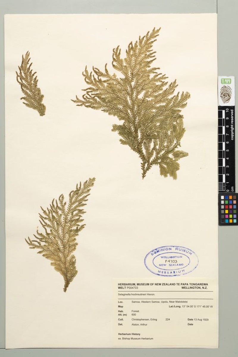 Selaginella hochreutineri photo 3
